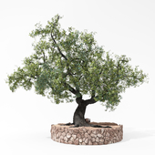 Olea with rounded stone margin
