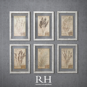RH - 19th C. Framed Herbariums