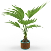 Plant_palm_vb