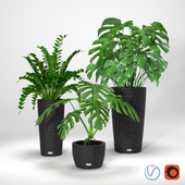 Group of tropical plants in wicker planters - Group of tropical plants in wicker pots