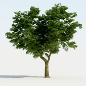 Broadleaf Tree 01