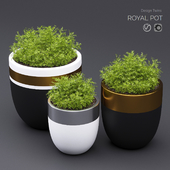 royal_pot