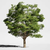 Tree Oak generic