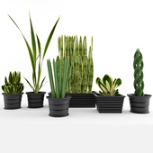 Sansevieria  and Cylindrica plants