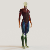 muscle groups skeleton system +