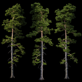 European pine