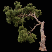 Curved Pine