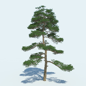 high Pine