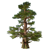 Western Pines (2 trees inside)