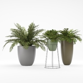 Plant 1 - Ferns