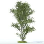 aspen Tree