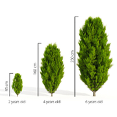 Thuja in 3 ages