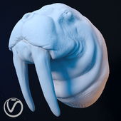 Plaster head of a walrus