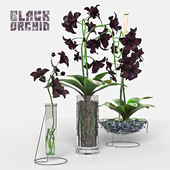 Black Orchid set