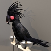 Black Cockatoo. Probosciger aterrimus