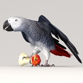 Parrot Jaco