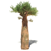 madagaskar baobab