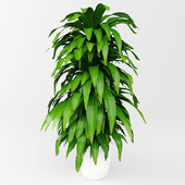 plant, комнатное растение