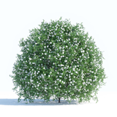 Spiraea shrub 1