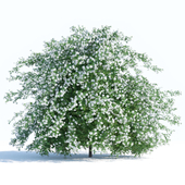 Spiraea shrub 2