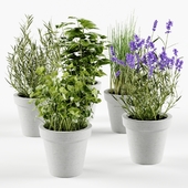 Herbs in concrete pots