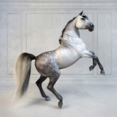 Andalusian Stallion. Испанский конь.