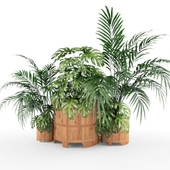 plant, комнатное растение