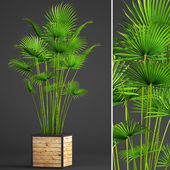 fan palm, indoor, decorative, outdoor, interior, pot, flowerpot, box