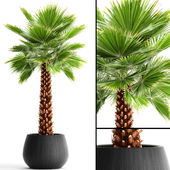 Fan palm "Yalta", outdoor, decorative, pot, flowerpot, interior