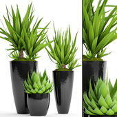 Collection of plants in pots 44. Yucca, Agave, flower, pot, bush, flowerpot