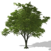 Дерево - Tree - 00003