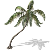 Palm tree - Palm - 00007