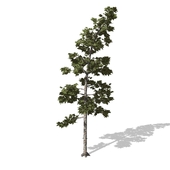 Tree - Tree - 00008