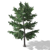 Дерево - Tree - 00012