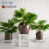 Potted Palm Plants Collection 003