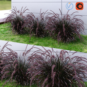 Ornamental grass Fountaingrass purple dark