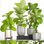 A collection of plants in pots. 53. decorative tree, bush, ficus lyrata, indoor, interior, concrete, outdoor, bush