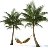 Hammock on palm trees