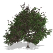 Дерево - Tree - 00018