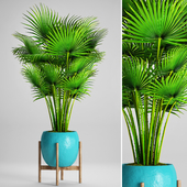 fan palm, indoor, decorative, outdoor, interior, pot, flowerpot