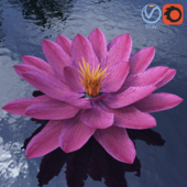 Water lily - Water lily