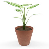 flower in a pot
