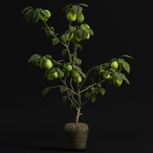 Pear Tree Miniature