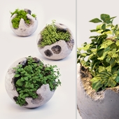 Круглые бетонные горшки с растениями