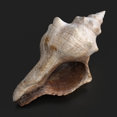 West Indian chank shell