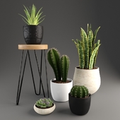 cactus set