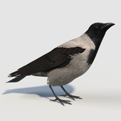 Hooded Crow (bird)