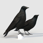 Carrion Crow (bird)
