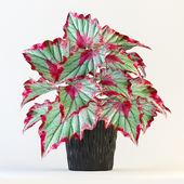 Rex Begonia Plant