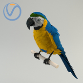 Сине-жёлтый ара